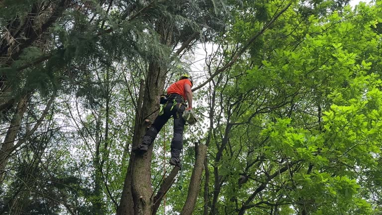 Why Choose Our Tree Removal Services in Siesta Acres, TX?