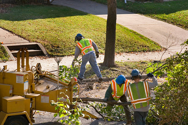 Siesta Acres, TX  Tree Services Company